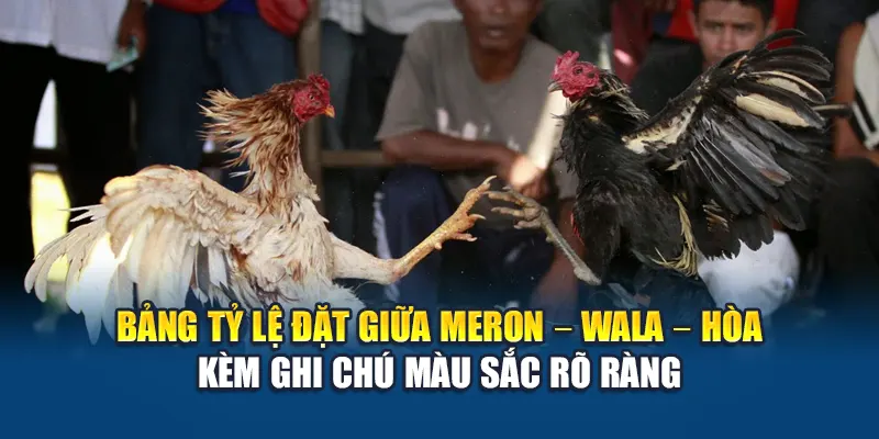 Bảng tỷ lệ đặt giữa Meron – Wala – Hòa kèm ghi chú màu sắc rõ ràng