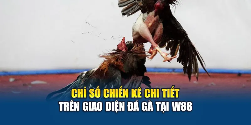 Chỉ số chiến kê chi tiết trên giao diện đá gà tại W88