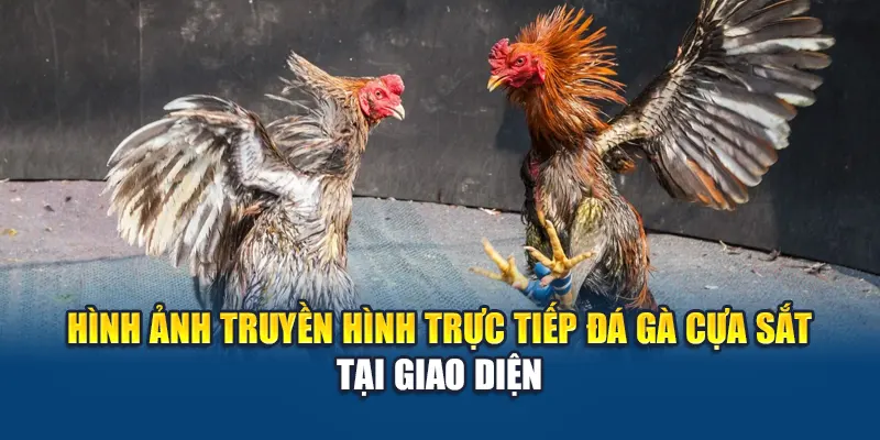 Hình ảnh truyền hình trực tiếp đá gà cựa sắt tại giao diện