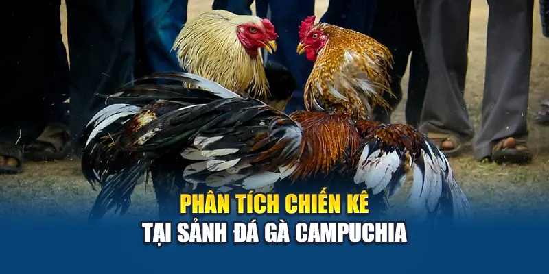 Phân tích chiến kê tại sảnh đá gà Campuchia