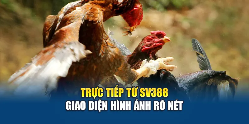 Trực tiếp từ SV388 – giao diện hình ảnh rõ nét